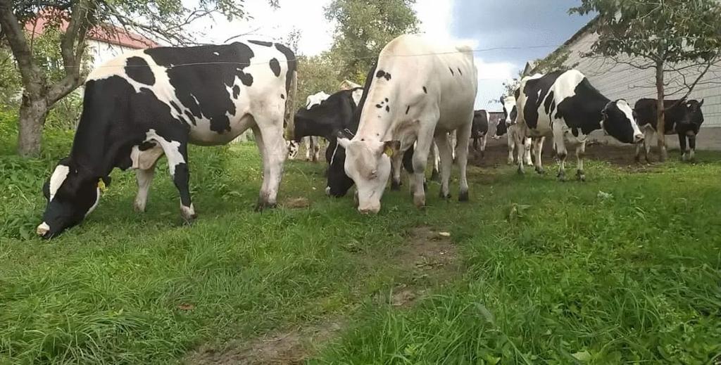 Krowy na wypasie | Magia Agro - producent pasz dla krów