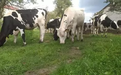 Jak prawidłowo przygotować krowę do laktacji?