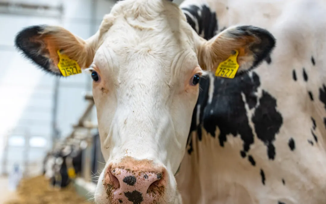 Krowa w oborze | Magia Agro - producent pasz dla krów